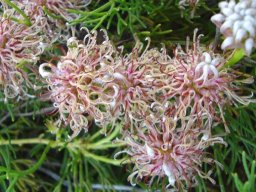 Serruria cygnea flowerheads old